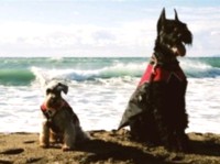 K-9 �I�[�o�[�R�[�g